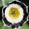 Primula Auricula Sherwood - Abriachan Nurseries